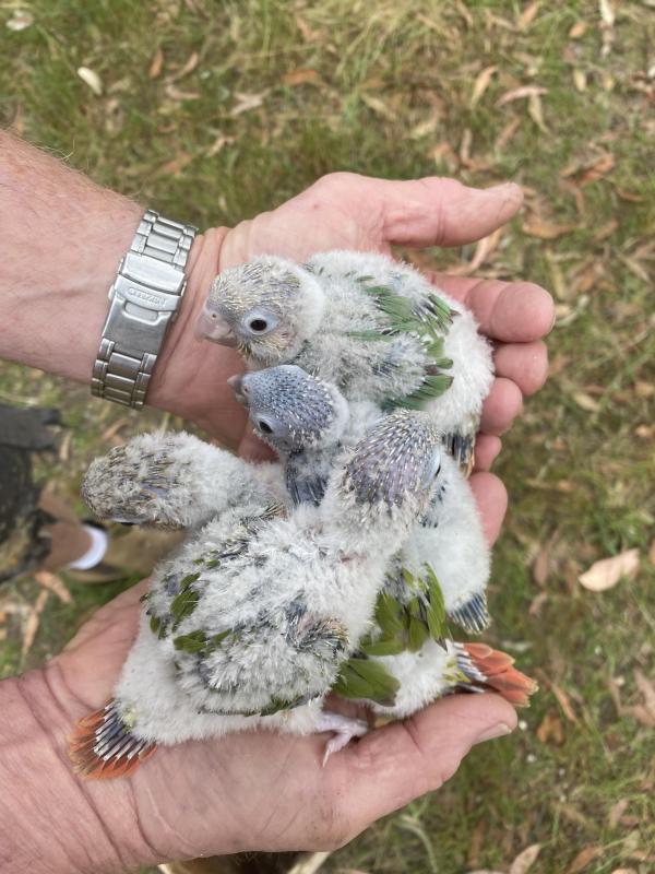 Green cheeked conures for handraising