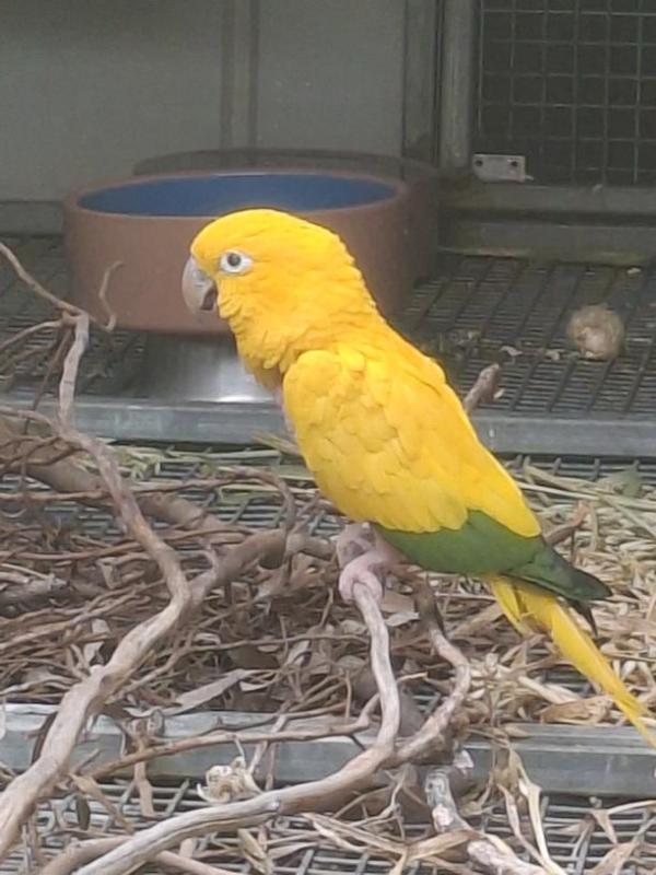 Mated Golden Conure unrelated pair