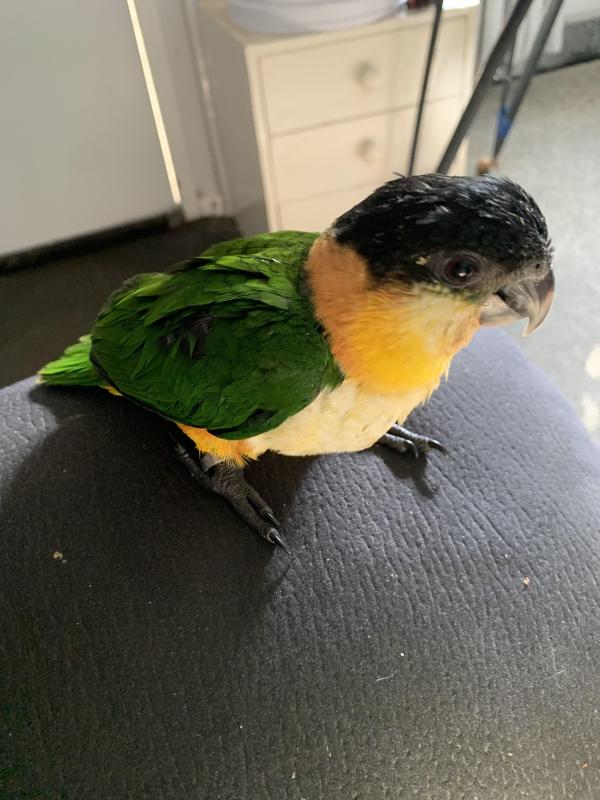 Male Black headed caique