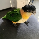 Male Black headed caique