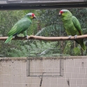 Red-lored amazons
