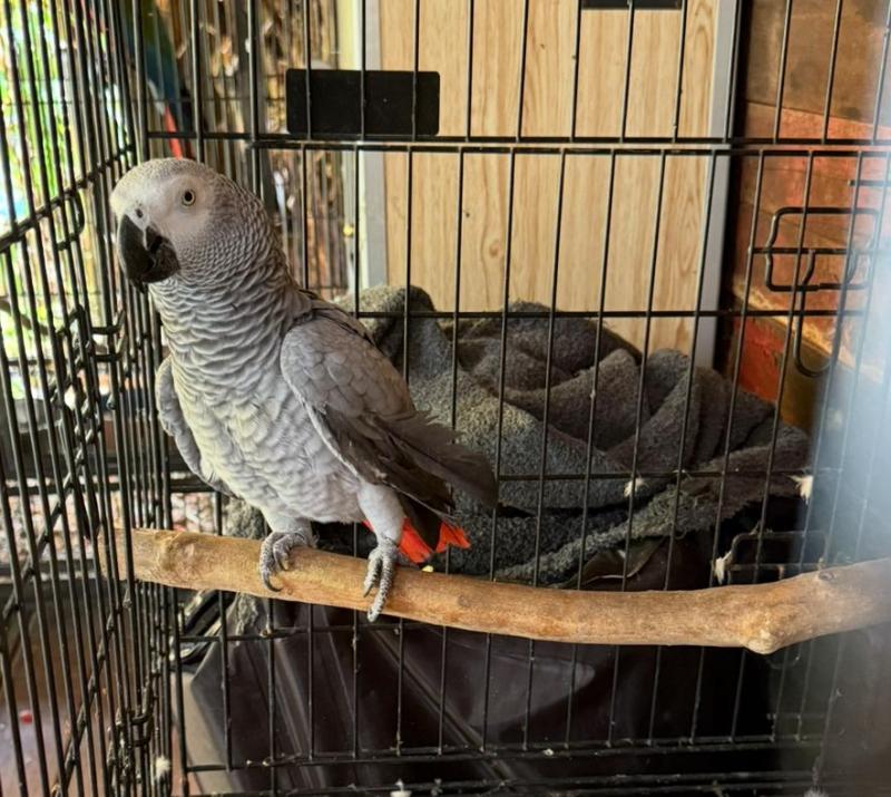 Female African gray