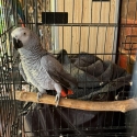 Female African gray