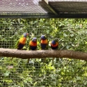 Colony of Rainbow Lorikeets