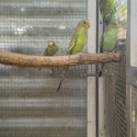 2025 bush budgies