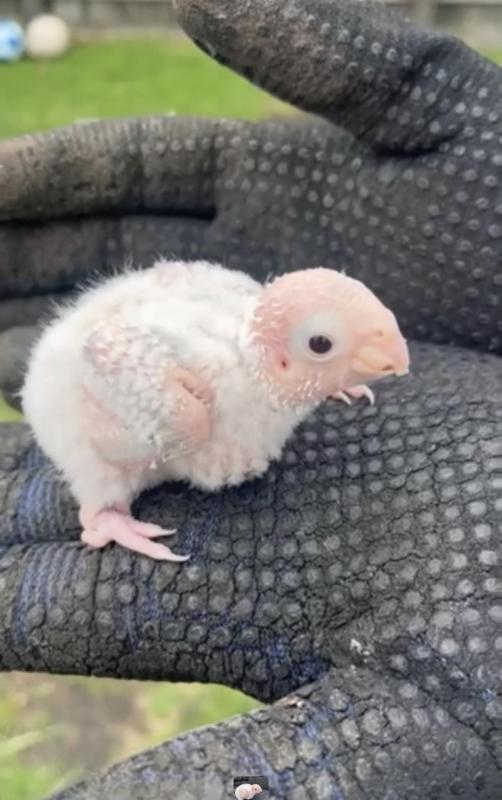 Newly hatched greek cheek conures ready to be hand fed