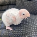 Newly hatched greek cheek conures ready to be hand fed