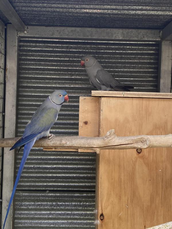 Selling a pair of ring necks(birds) NEGOTIABLE