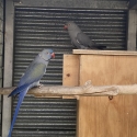 Selling a pair of ring necks(birds) NEGOTIABLE