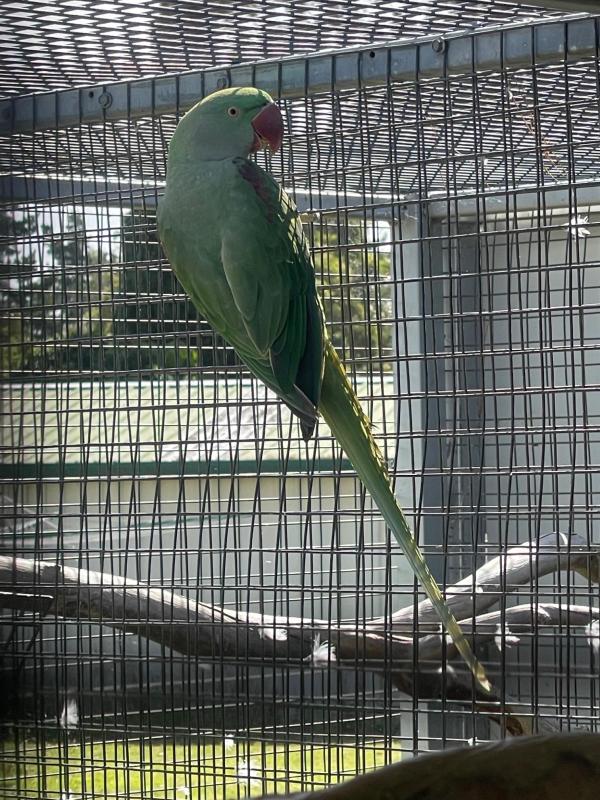 SPLIT LUTINO ALEXANDRINE