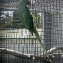 SPLIT LUTINO ALEXANDRINE