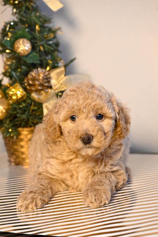 Gorgeous Bichoodle babies (toy poodle x bichon frise)