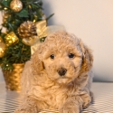 Gorgeous Bichoodle babies (toy poodle x bichon frise)