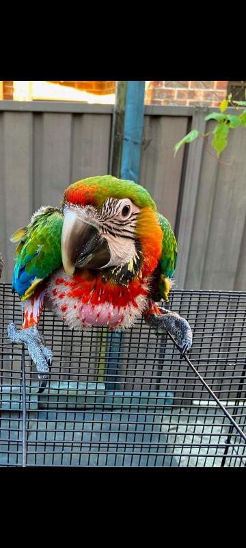 CATALINA MACAW
