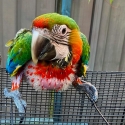 CATALINA MACAW