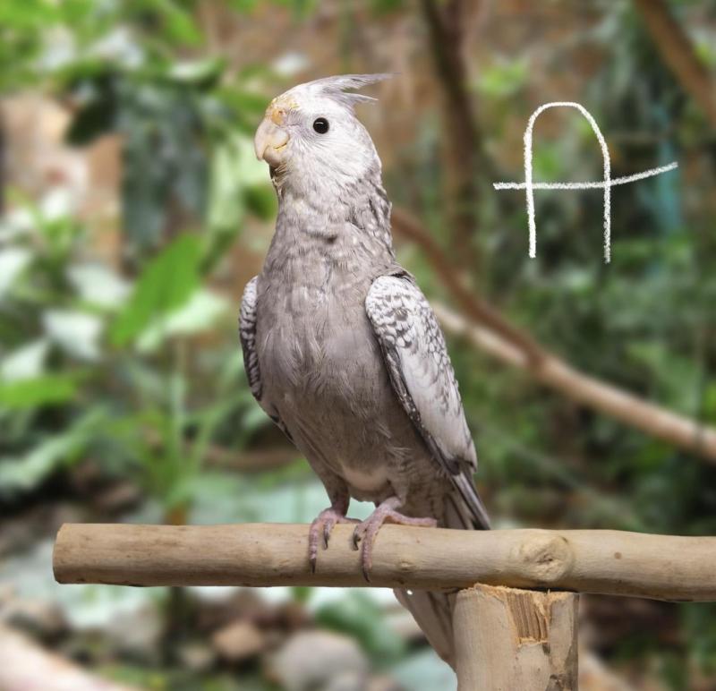 Handraised Cockatiels