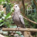 Handraised Cockatiels