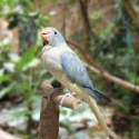 Handraised Ringneck