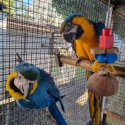 Swap Blue and Gold Macaws for African Grey cock 3 + years old