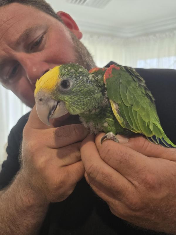 Handraised magna double yellow headed amazon