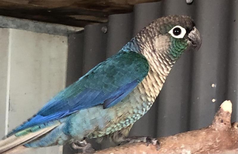 DFVT Green Cheek Conure