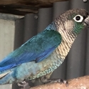 DFVT Green Cheek Conure