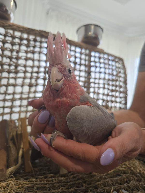 Handraised Galah female