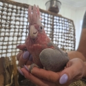 Handraised Galah female