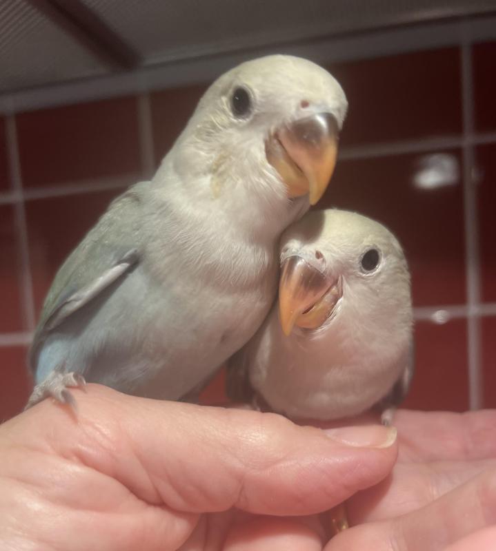 Baby Peachface Lovebirds Hand Raised