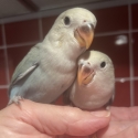 Baby Peachface Lovebirds Hand Raised