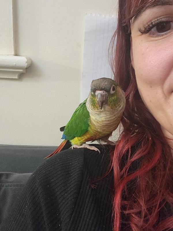 FOUND - GREENCHEEK CONURE - DARLING HEIGHTS