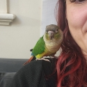 FOUND - GREENCHEEK CONURE - DARLING HEIGHTS