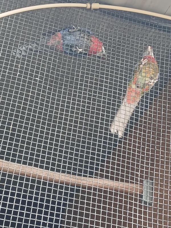 Eastern rosella mutations