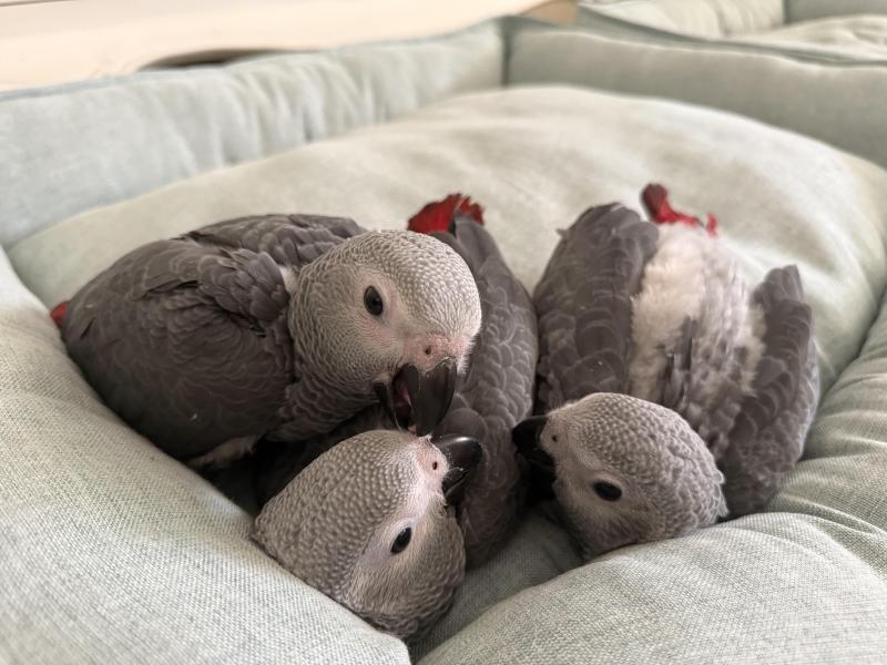 African Grey Parrot Babies