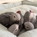 African Grey Parrot Babies