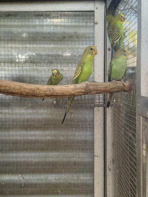 2025 bush budgies