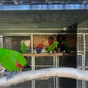 Alexandrine Eclectus parrots babies