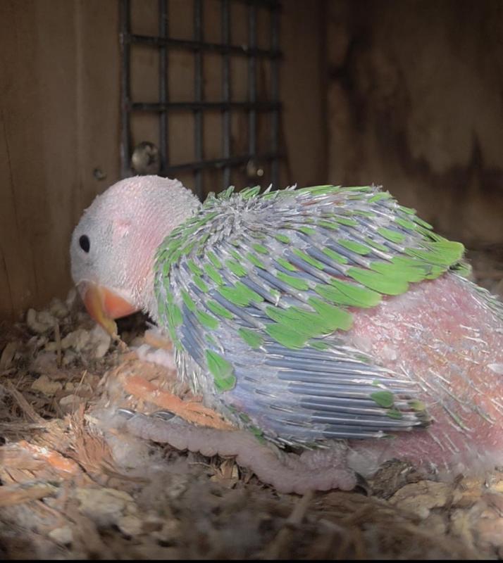 Baby Alexandrine Ready For Hand Raising