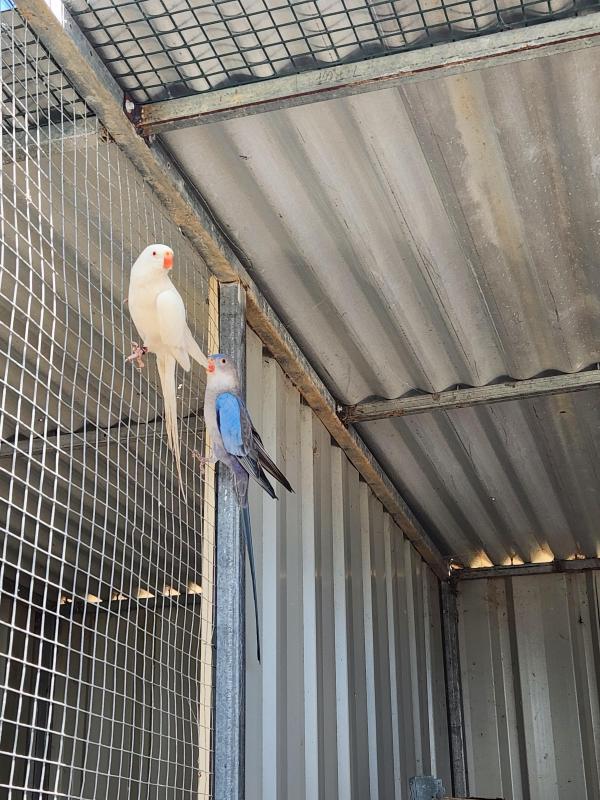 Princess Parrots Breeding pairs