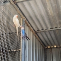 Princess Parrots Breeding pairs