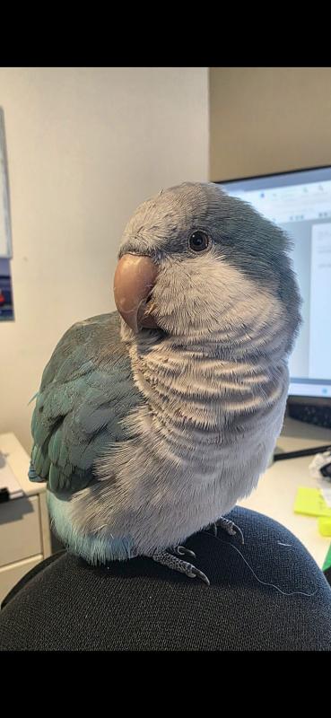 Blue Quaker with cage