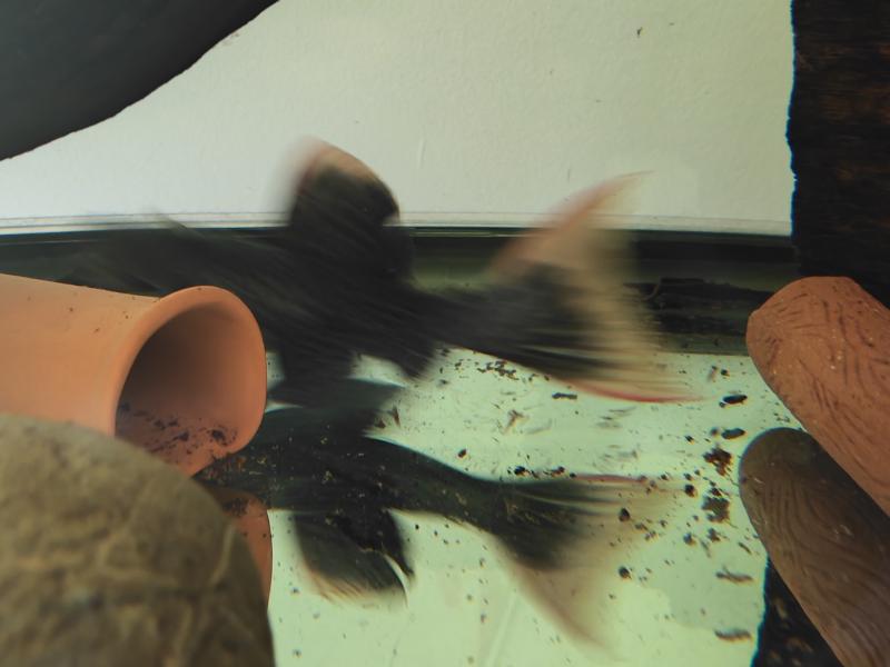 FS L600 Leopard Cactus Pleco