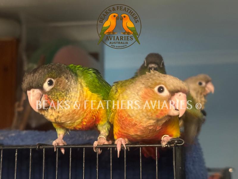 Very Friendly Hand-Raised Green Cheek Conures