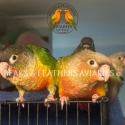 Very Friendly Hand-Raised Green Cheek Conures