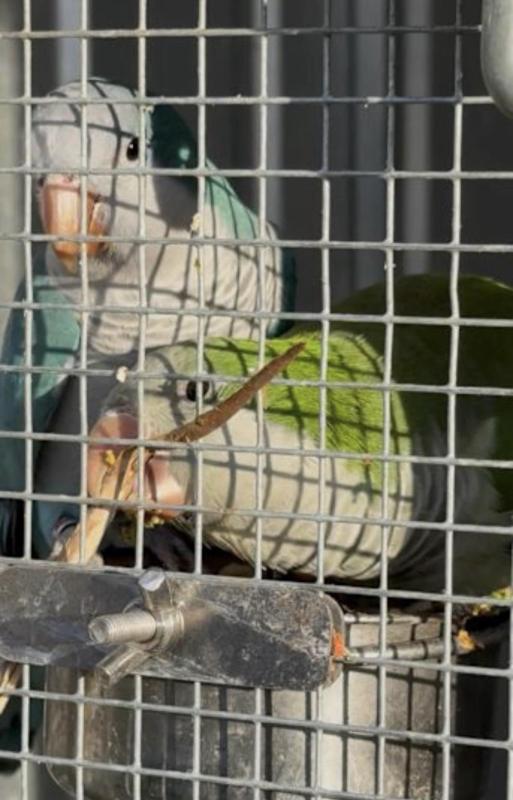 Proven Breeding Pair of Quakers