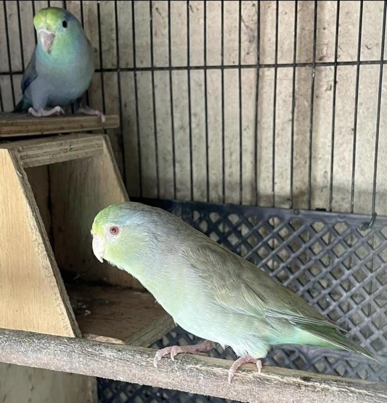 FS: PARROTLET-BREEDING PAIR-