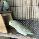 FS: PARROTLET-BREEDING PAIR-