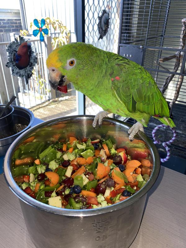 My Boy Shrek The YellowCrownedAmazonParrot Looking 4 His Forever Home