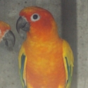 SUN CONURES