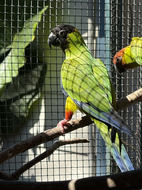Breeding pair of Nanday Conures